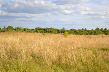 Summer landscape on a sunny day.