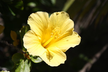 Yellow Hibiscus on the California coast, USA
