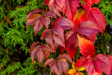 Fall leaves background