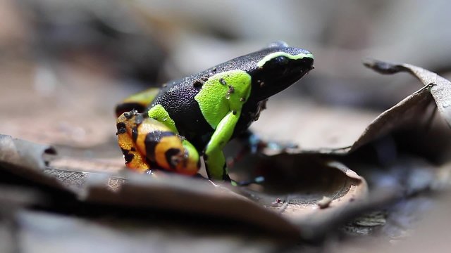 Mantella pulchra - "Beautiful Mantella" - endemic frog of the Madagascar. Set of footages