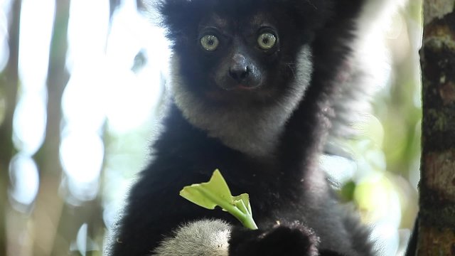 Indri lemur eating fresh leaves on the tree. Madagascar