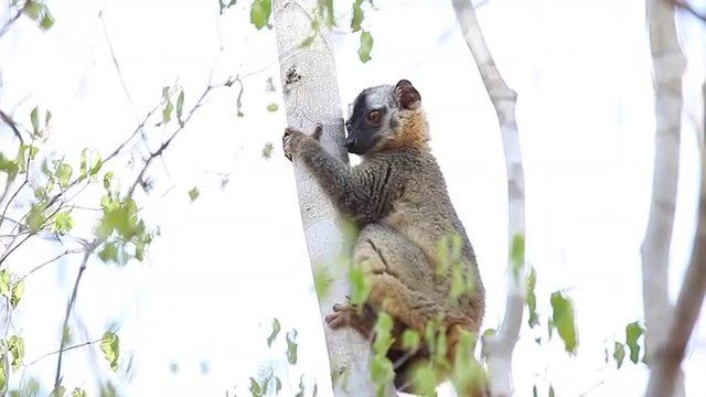 Baby brown lemur relaxing on the three and looking into a camera.