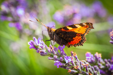 Wunderschöner Schmetterling auf duftenden Lavendel