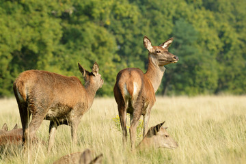 Red Deer, Deer, Cervus elaphus