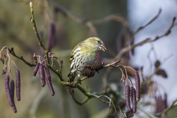 Erlenzeisig (Carduelis spinus)