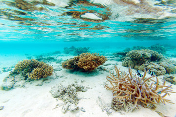 Naklejka na ściany i meble Shallow Water Coral Reef