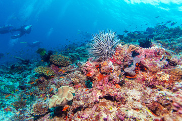 Naklejka na ściany i meble Sea Lilies on Tropical Coral Reef