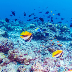 Fototapeta na wymiar Pair of Banner Fishes near Coral, Maldives