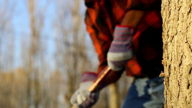 Slow motion of senior lumberjack cutting tree with axe in the forest