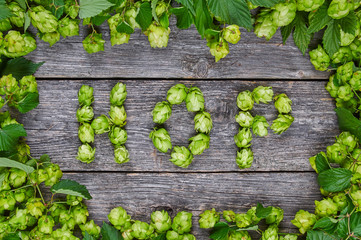 The word HOP made from hop cones