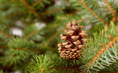Obraz premium Pine cone on a fir branch