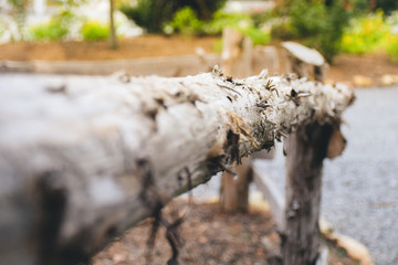 Distressed wood fence