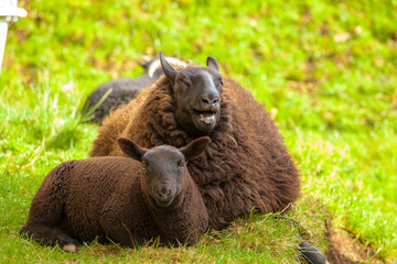 Highlander Black Sheeps