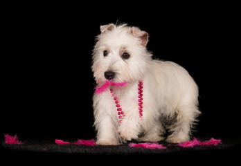 Chiot Westie en studio sur fond noir