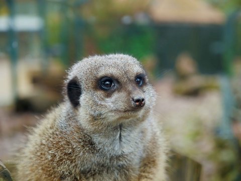 meerkat 
