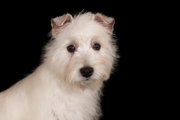 Chiot Westie en studio sur fond noir