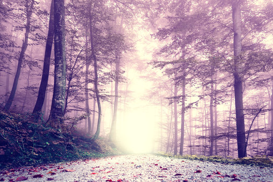 Fototapeta Fantasy purple color foggy forest road. Dreamy fairytale color forest landscape.