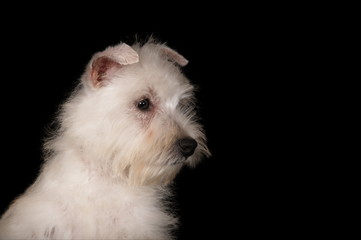 Chiot Westie en studio sur fond noir
