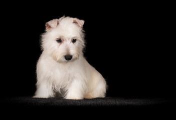 Chiot Westie en studio sur fond noir