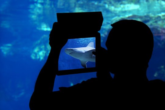 silhouette of a man photographing a shark aquarium