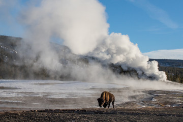 a bison walking in front of a massive steaming geyser in yellowstone national park - 98204154