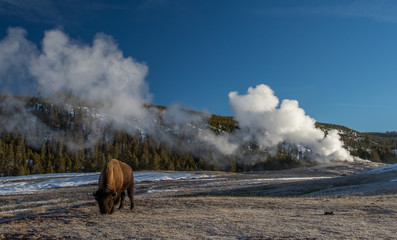a bison grazes near the steaming old faithful geyser in yellowstone national park