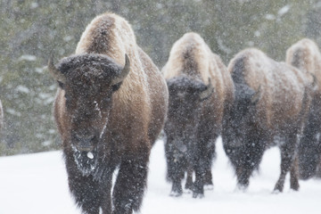 four bison walk toward the camera, obscured by dense falling snow. forest in the background. yellowstone national park. - 98204182