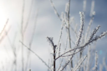 ice crystals cling to branches with a grey-blue background