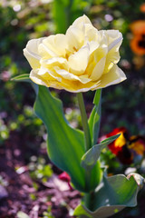 Field of yellow spring tulips