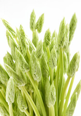 Fresh Asparagus Spears on White Background