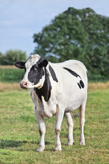 Holstein-Frisian calf in a green meadow with trees, Netherlands