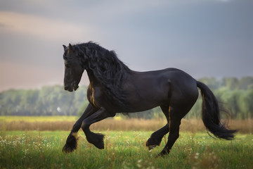 Fototapeta na wymiar Frisian horse