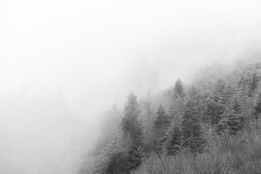 Fototapeta Detail forest with fog