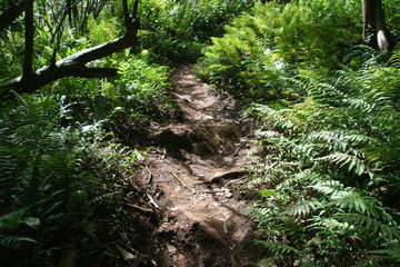 Kauai rainforest trail