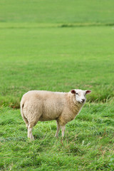 Woolly ewe standing in a lush green meadow, The Netherlands