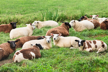 Obraz premium Flock of sheep lying in a lush green meadow, The Netherlands