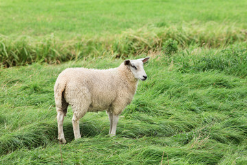 Obraz premium Woolly ewe standing in a lush green meadow, The Netherlands
