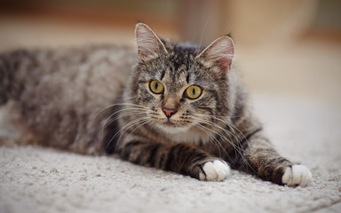 Fototapeta na wymiar Portrait of an attentive striped cat with yellow eyes