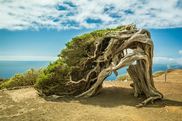 Juniper tree bent by wind at El Hierro, Canary Islands