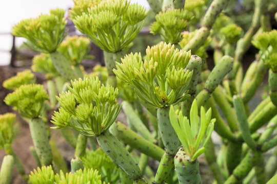 Tabaiba at El Hierro, Canary Islands