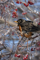 Robin Perched in Ice Covered Tree with Red Berries Vertical