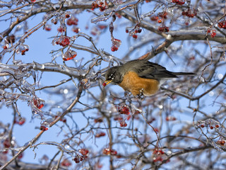 Robin in Ice-Covered Tree with Red Berries