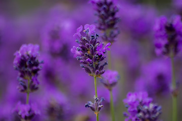 English lavender flowers