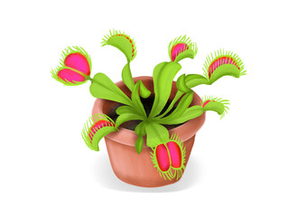 Venus flytrap plant in a pot. Dionaea muscipula drawing, an illustration in bright colors.