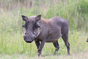 Warthog