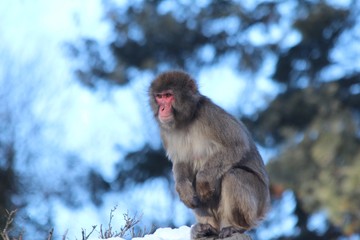 Japanese Manaque - snow monkey