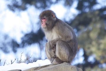 Japanese Manaque - snow monkey