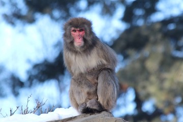 Japanese Manaque - snow monkey