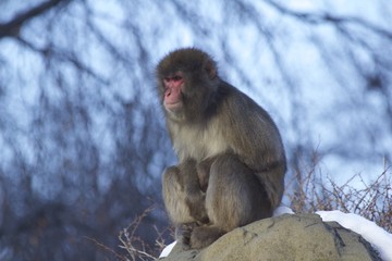 Japanese Manaque - snow monkey