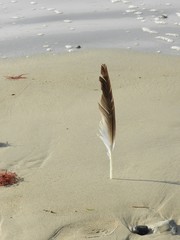 Plume sur la plage